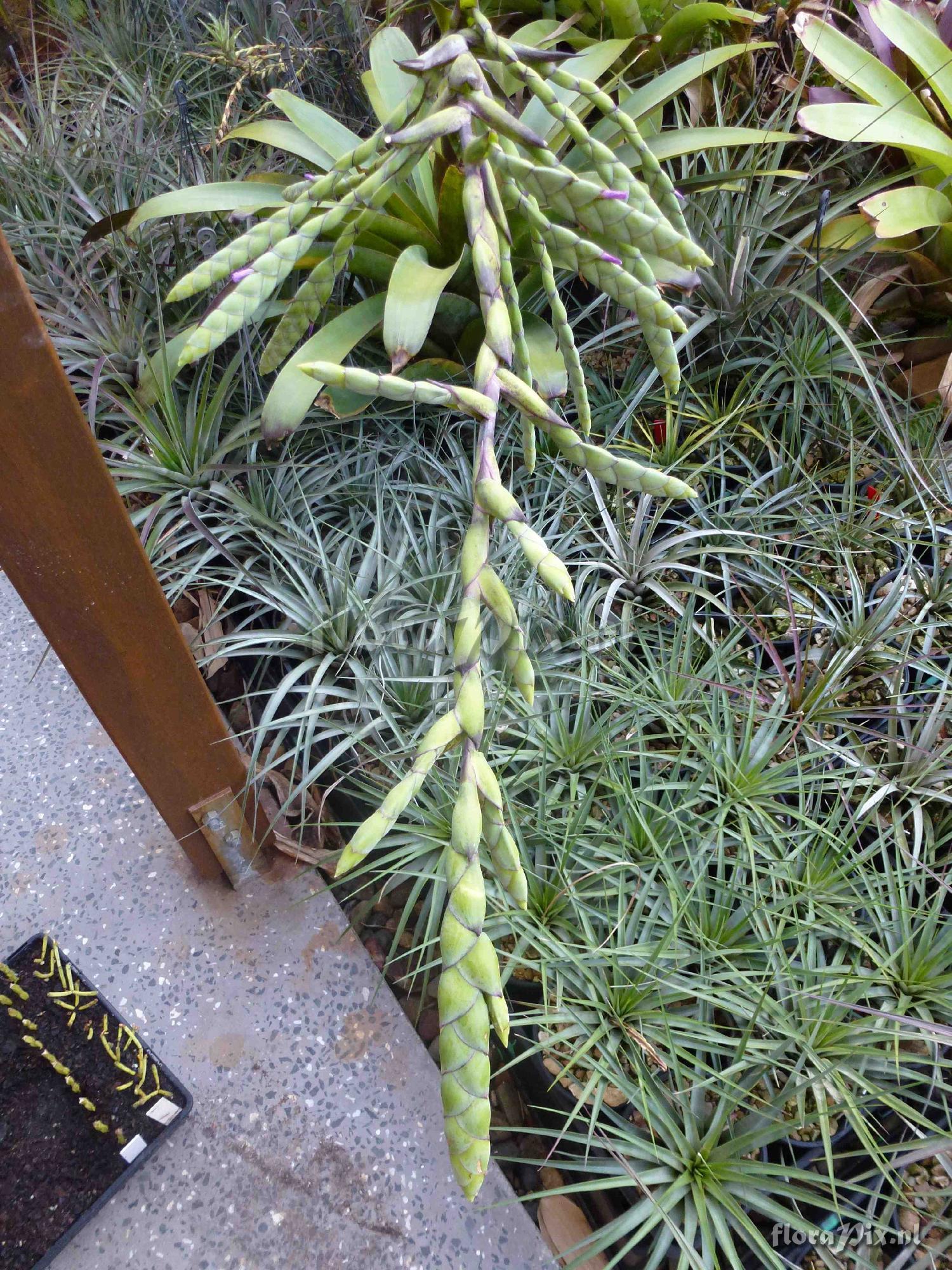 Tillandsia sp