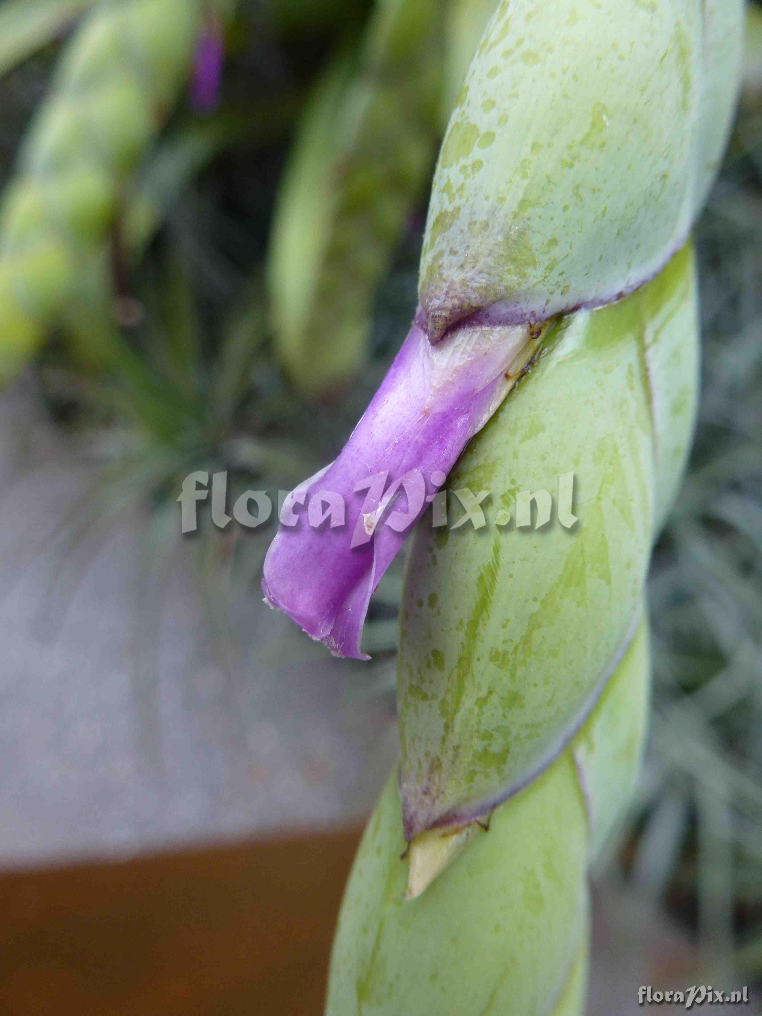 Tillandsia sp. ?