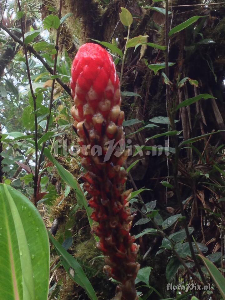 Pitcairnia sp