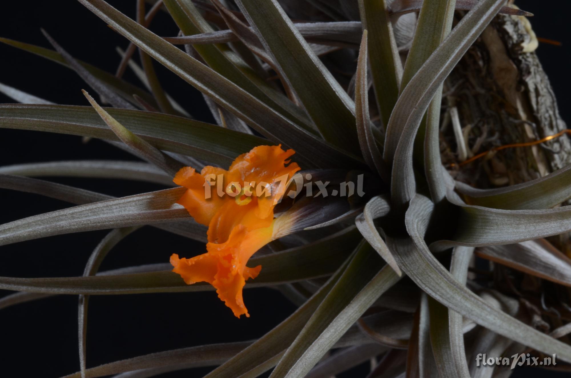 Tillandsia ericii