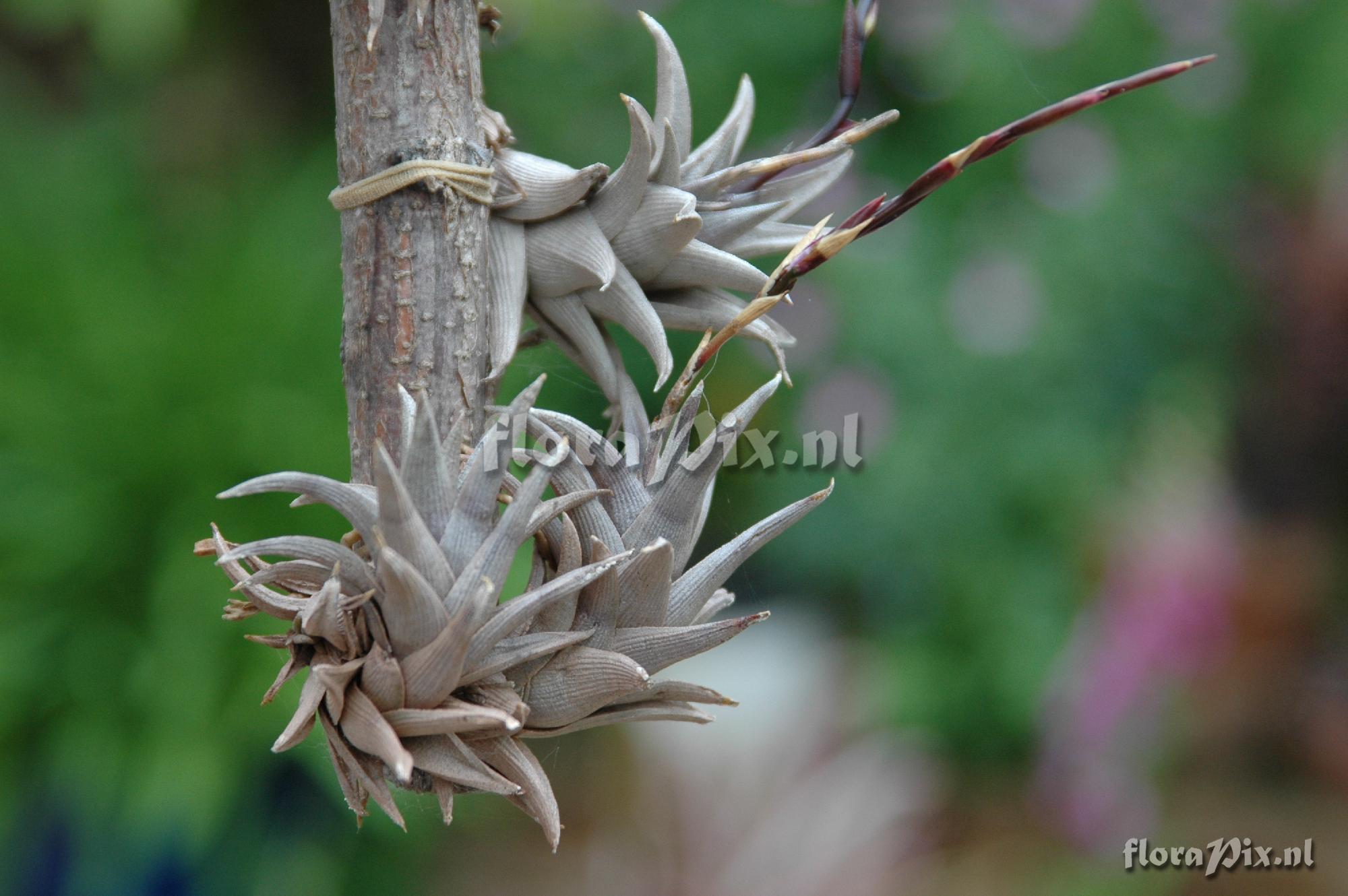 Tillandsia peiranoi