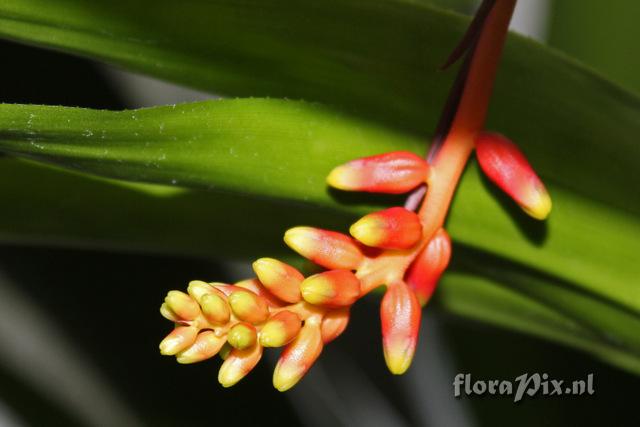 Aechmea racinae