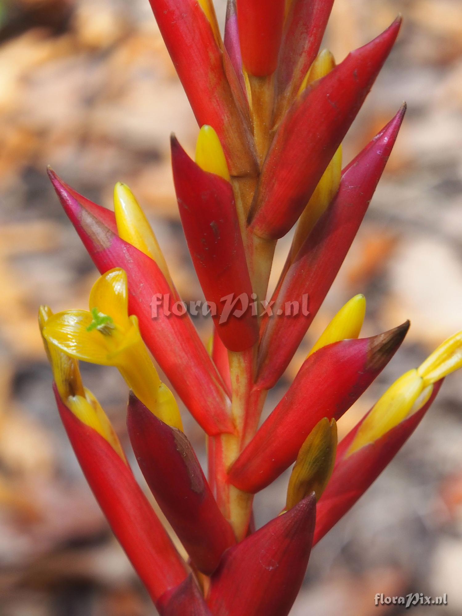 Guzmania rosea?