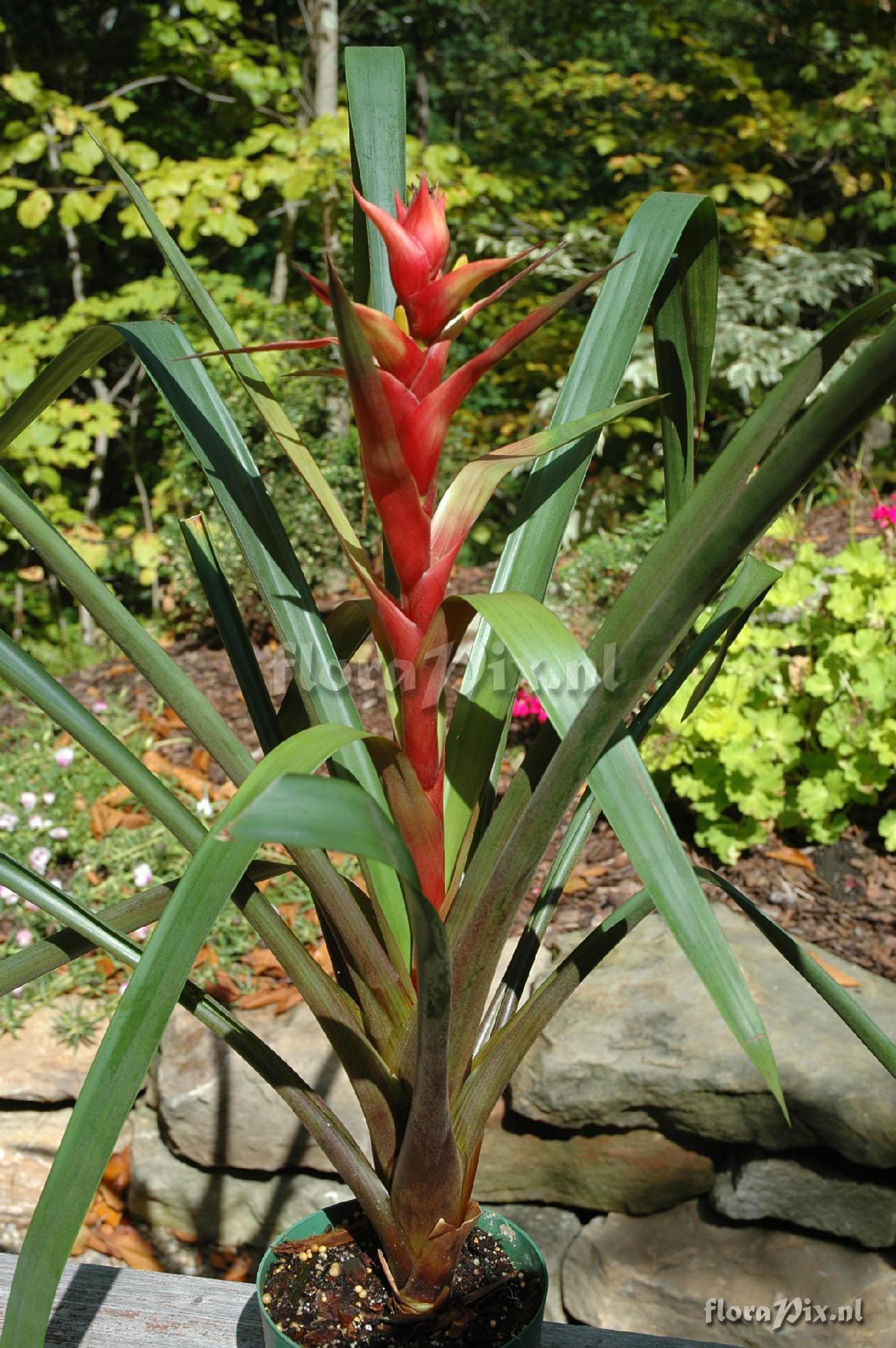 Guzmania arenaria