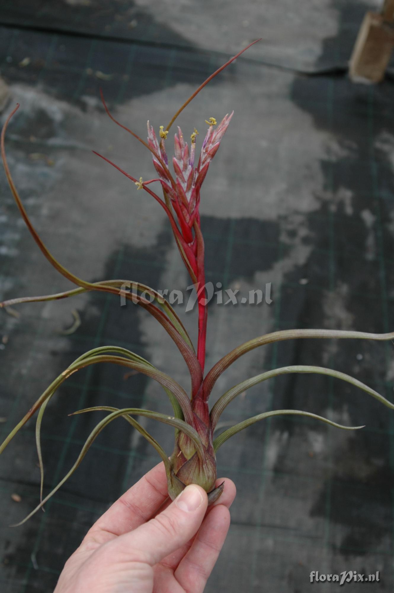 Tillandsia pseudobaileyi