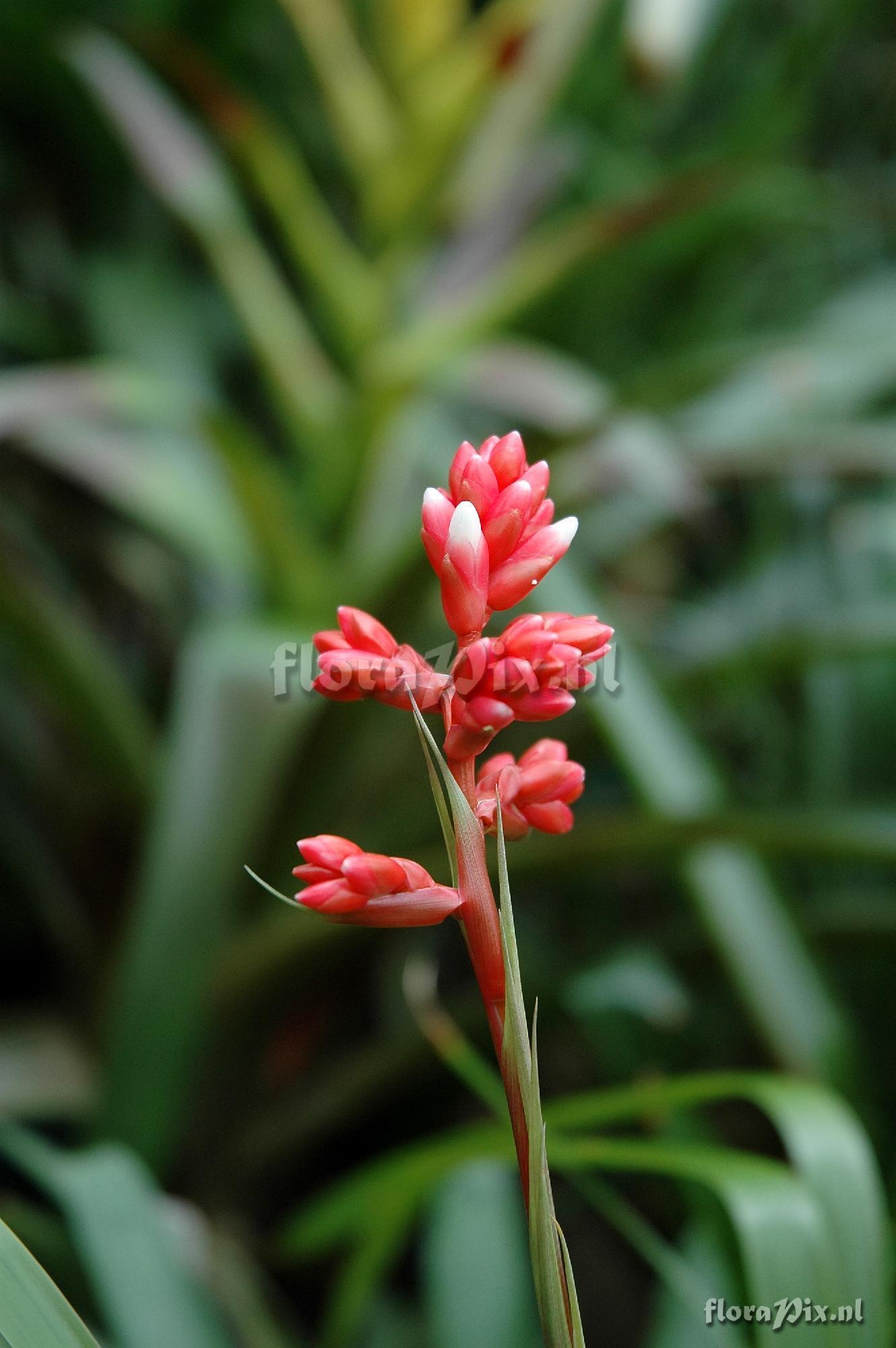 Guzmania condorensis