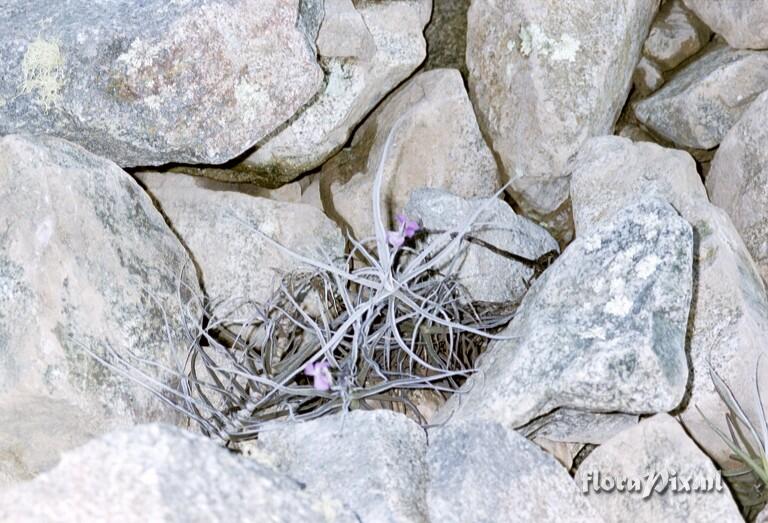 Tillandsia paleacea