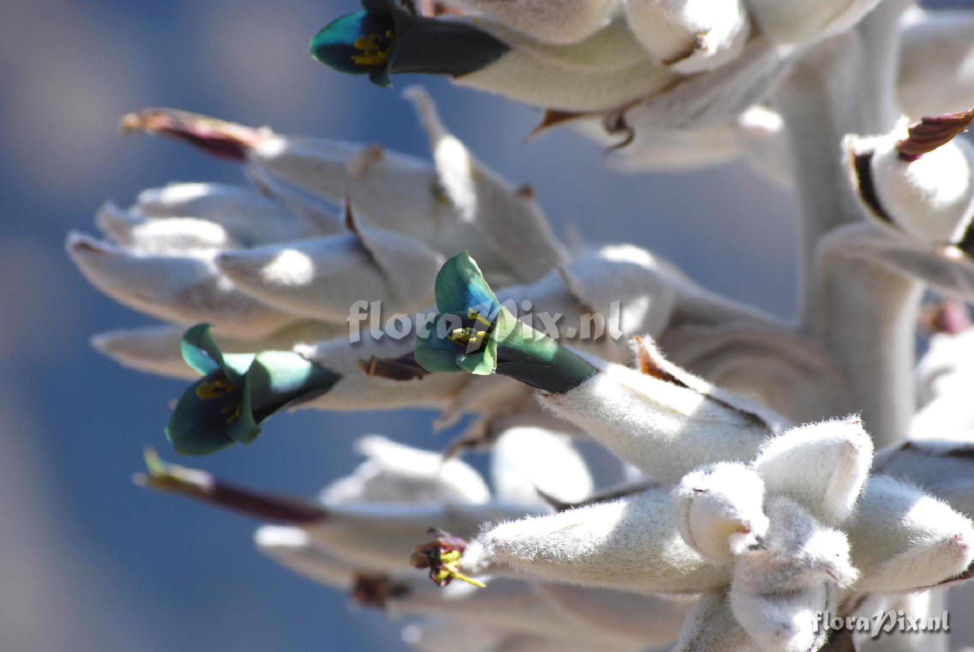 Puya vallis-colcaensis