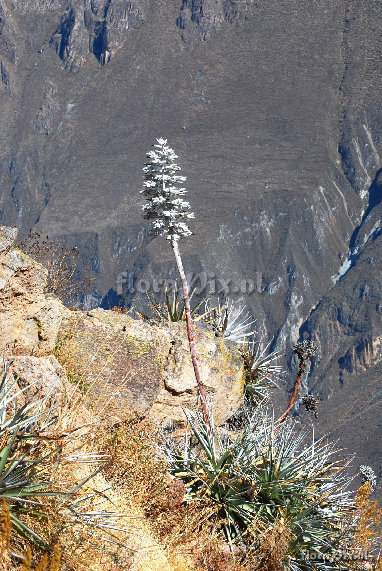 Puya vallis-colcaensis
