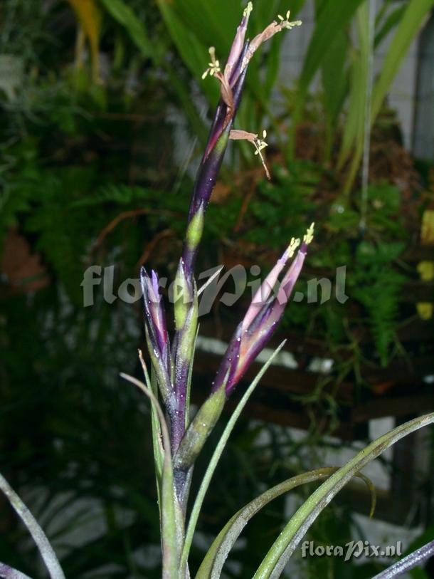 Tillandsia pfisteri