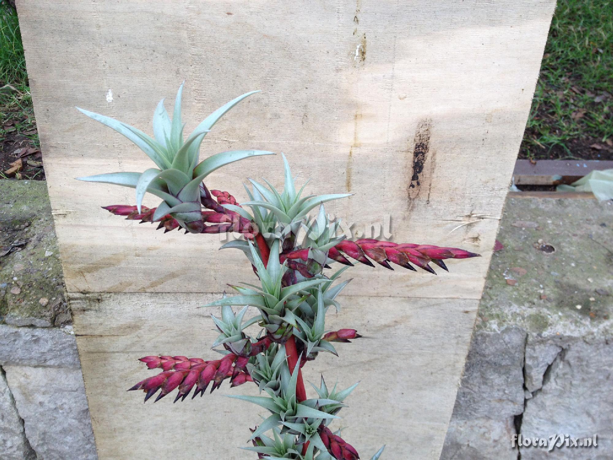 Tillandsia secunda