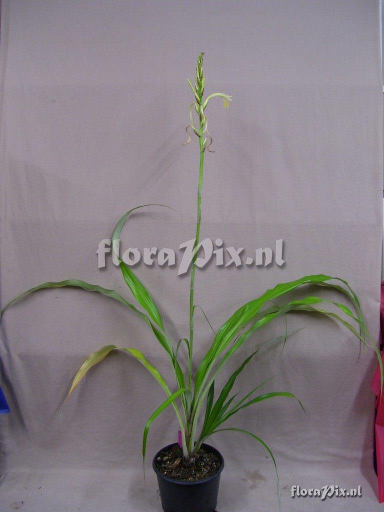 Pitcairnia 