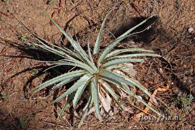 Puya venusta