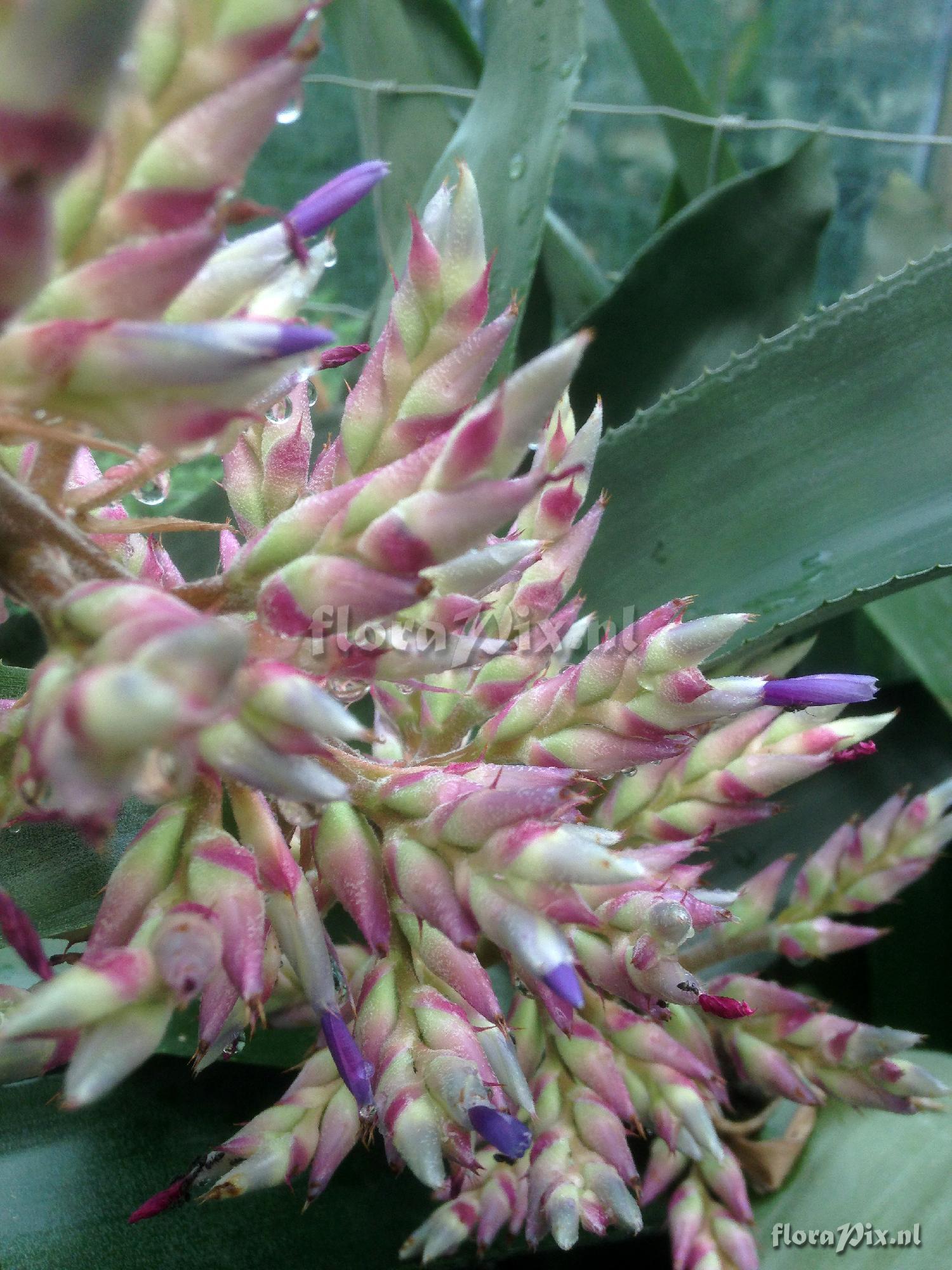 Aechmea cf. dichlamydea