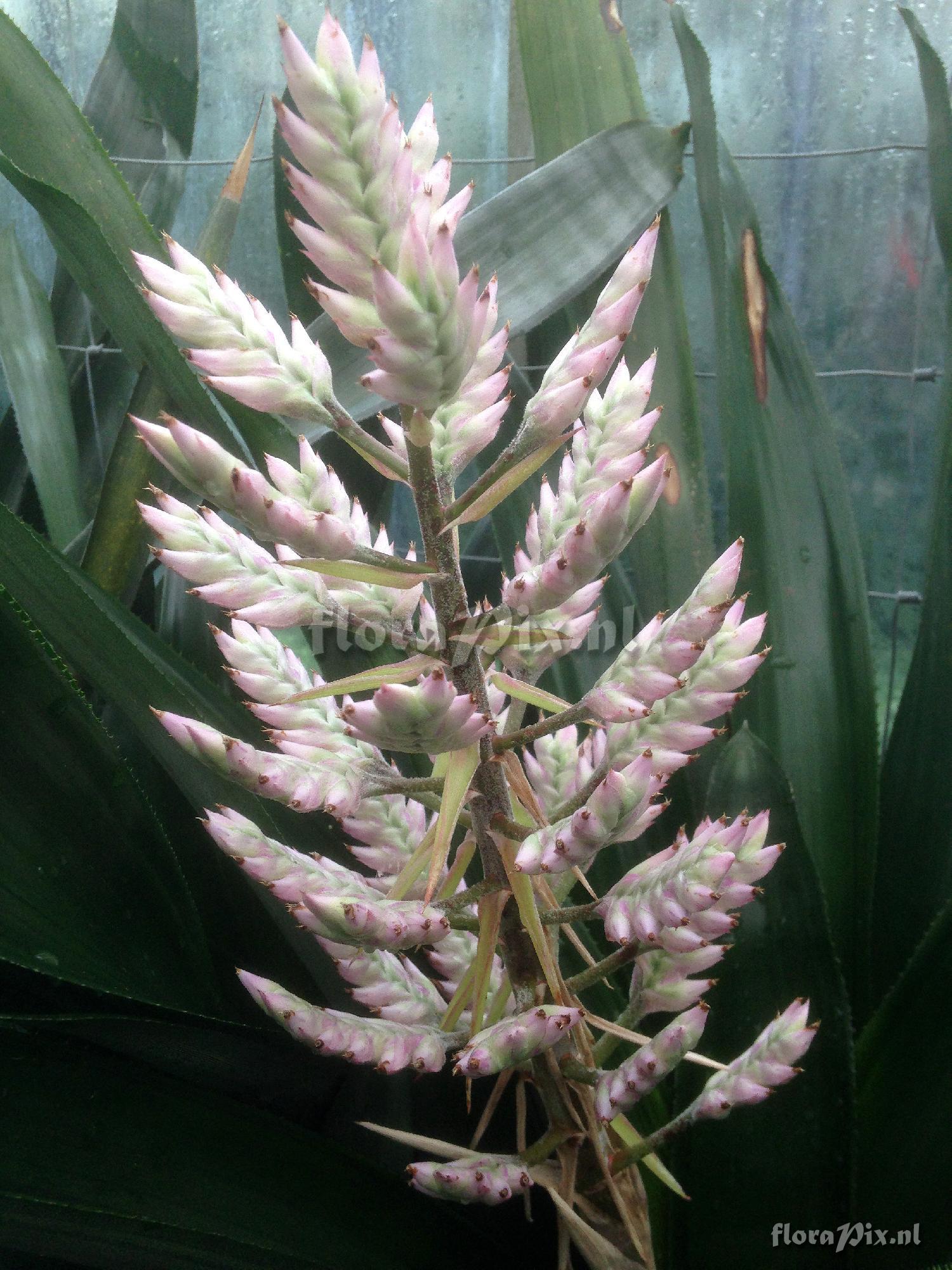 Aechmea cf. dichlamydea