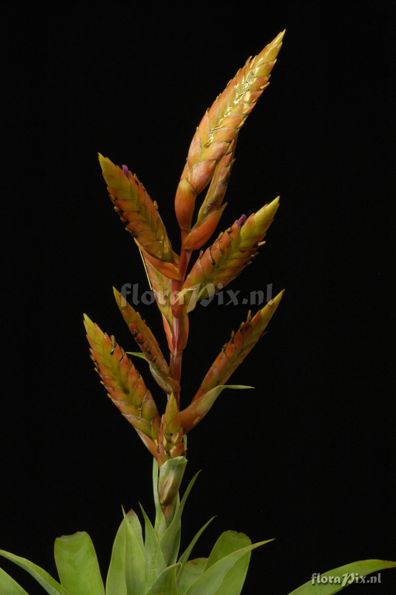 Tillandsia purpurescens