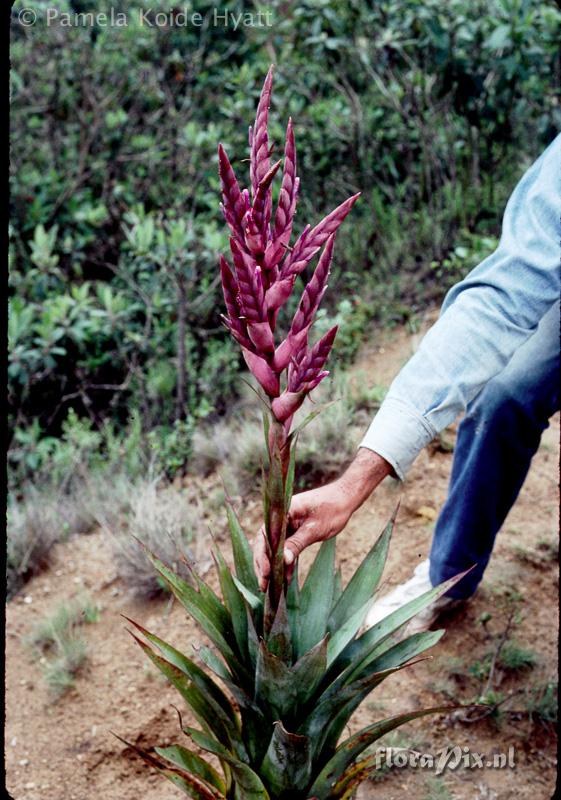 Tillandsia purpurascens