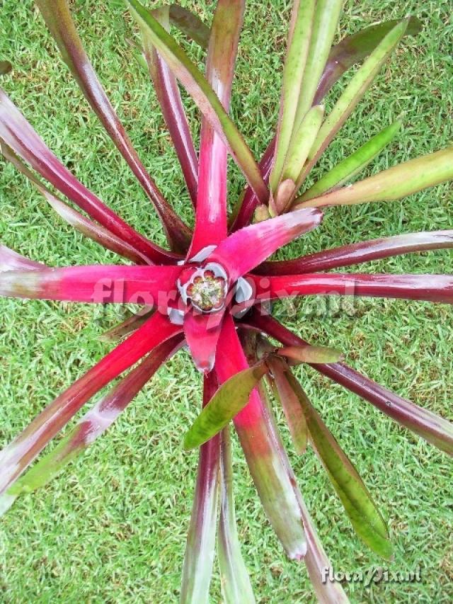 Neoregelia fosteriana