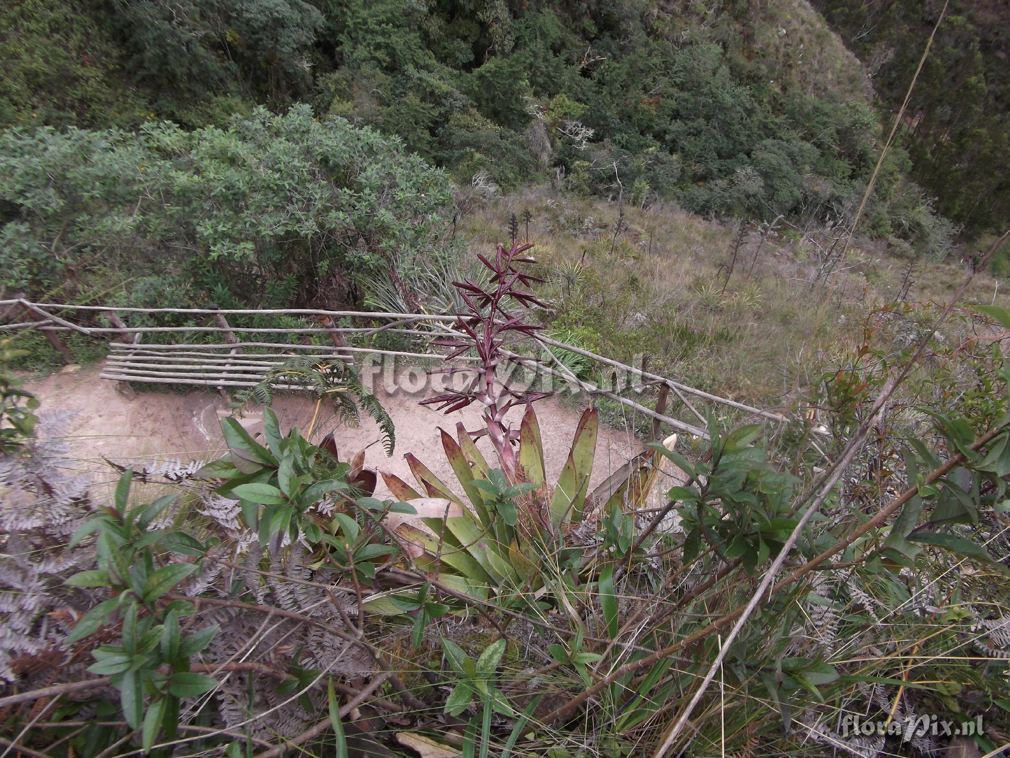 Tillandsia cf. macrodactylon