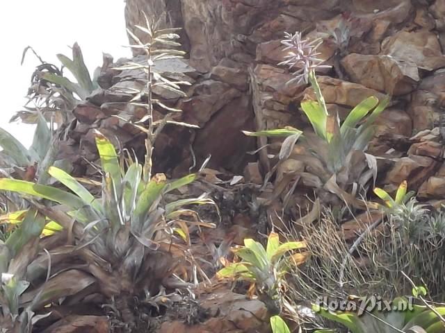 Tillandsia lymanii