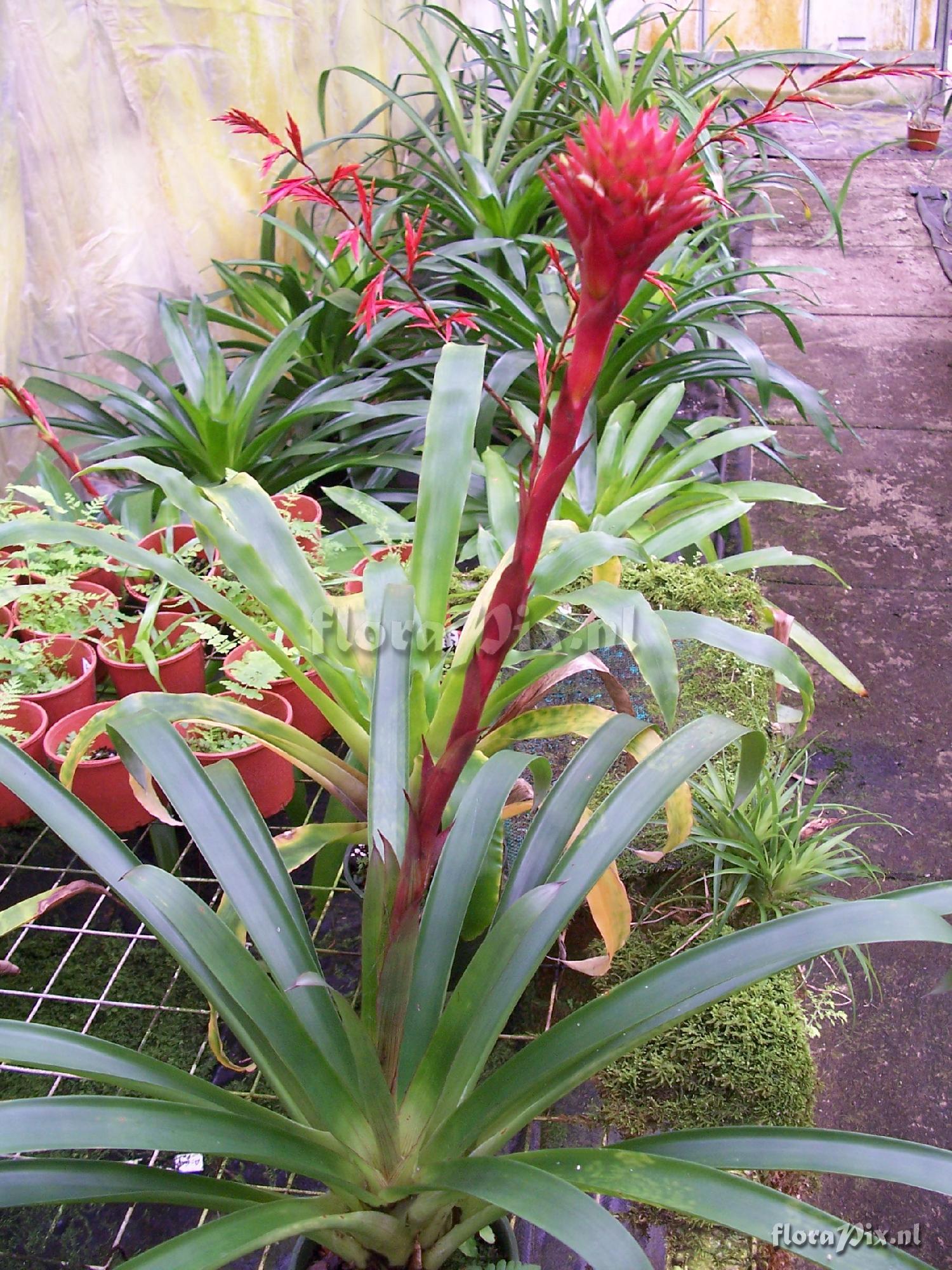 Guzmania besseae