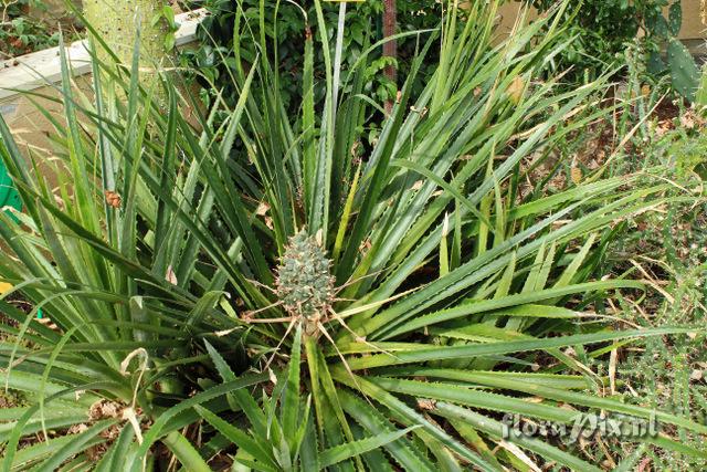 Bromelia balansae