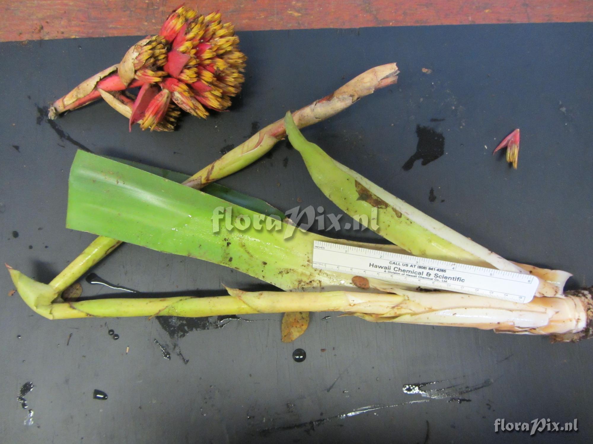 Aechmea cephaloides