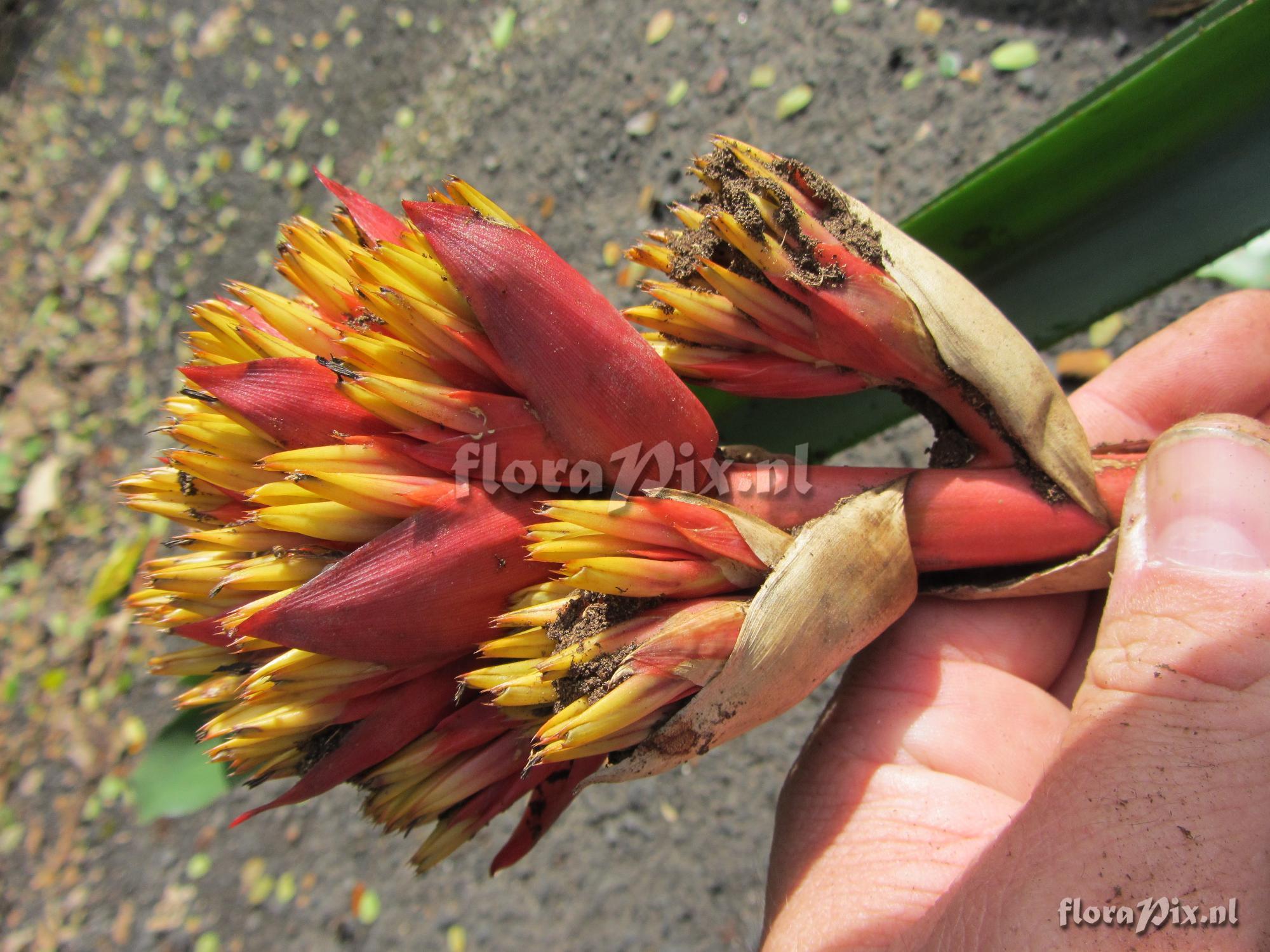 Aechmea cephaloides