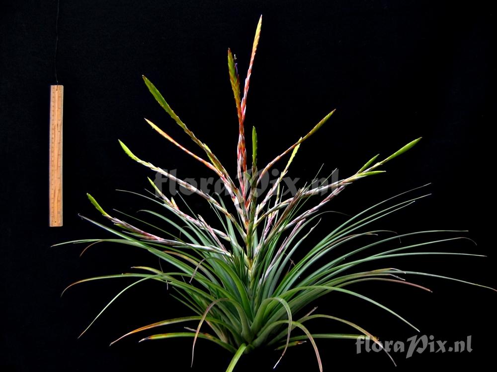 Tillandsia sp