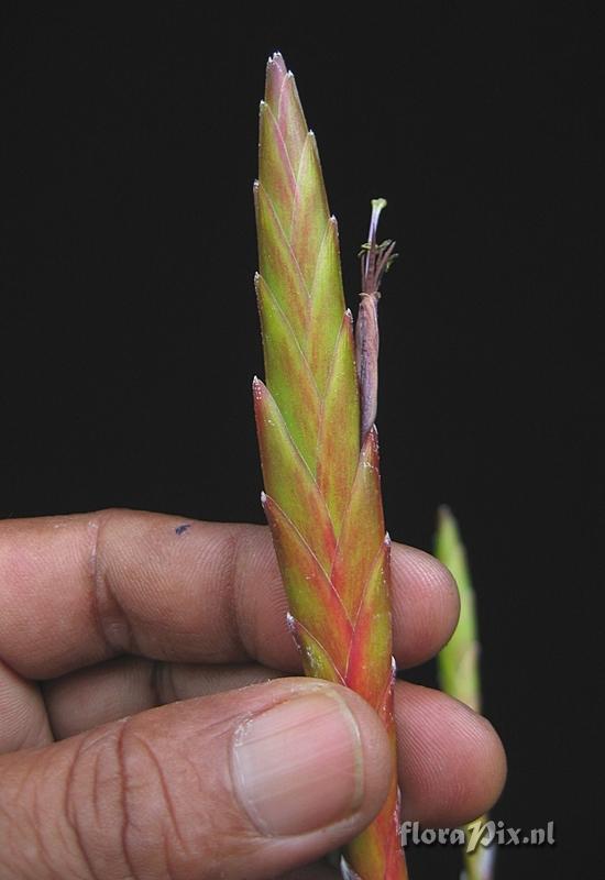 Tillandsia sp