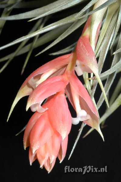 Tillandsia recurvifolia