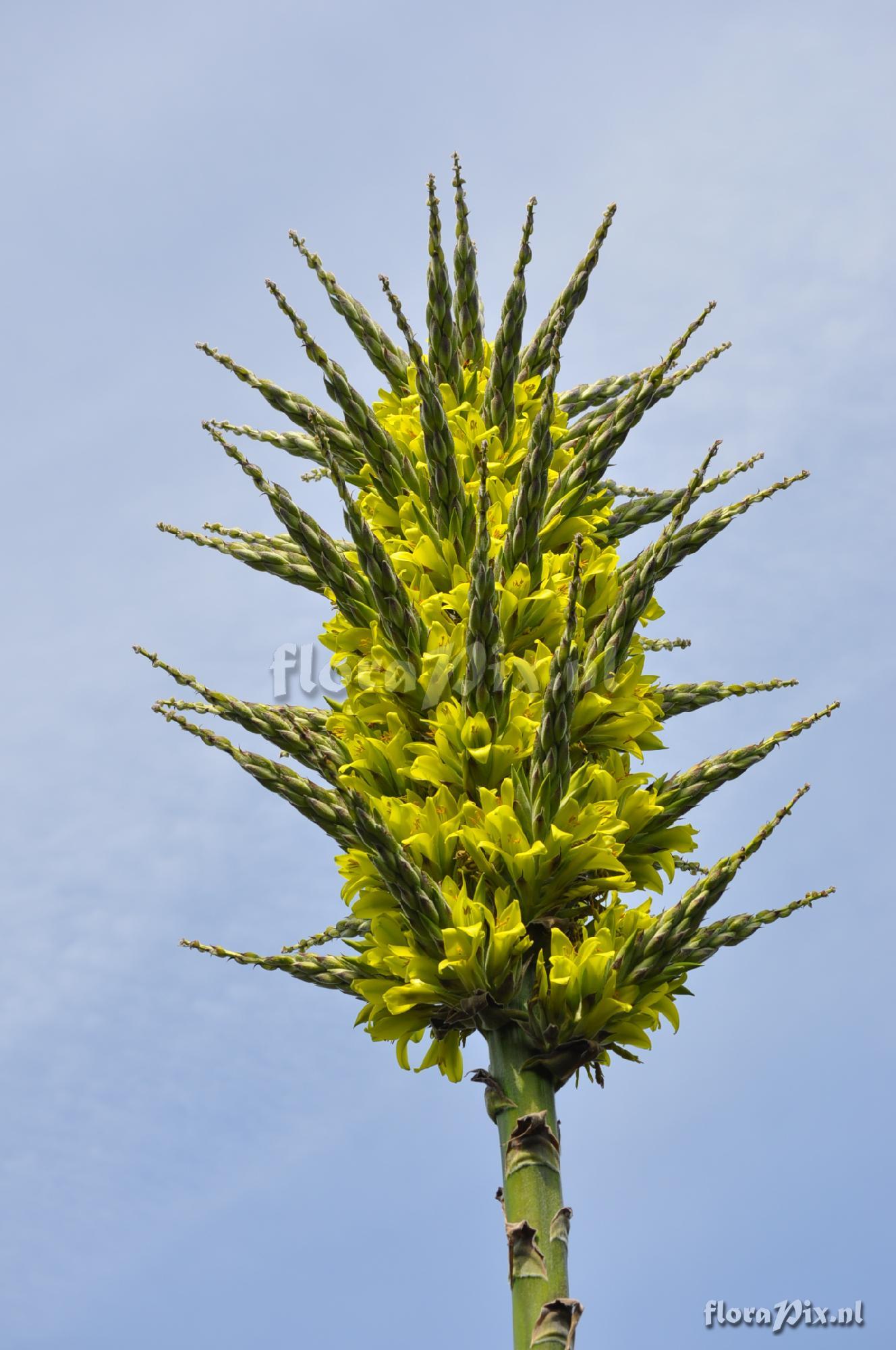 Puya chilensis