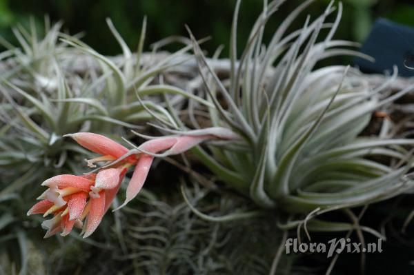 Tillandsia recurvifolia var. subsecundifolia EG