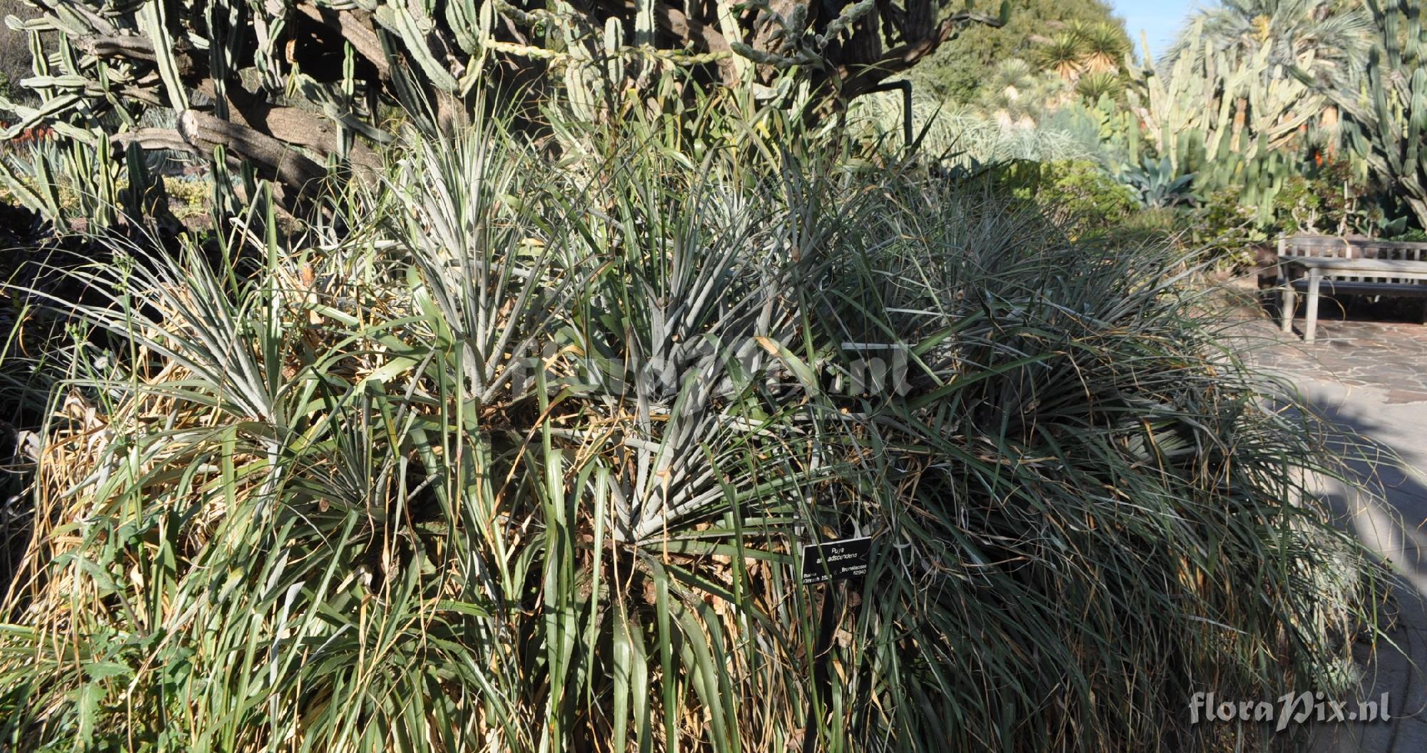 Puya aff adscendens