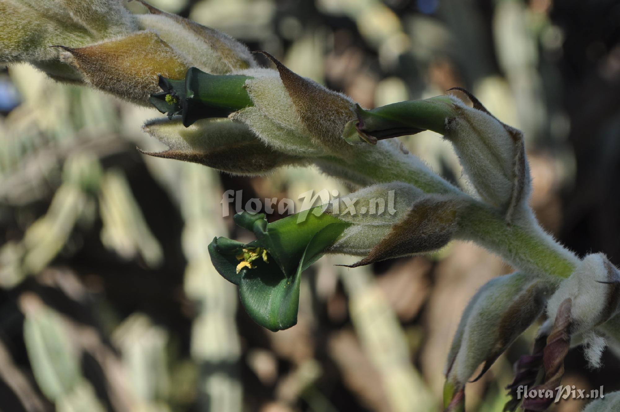 Puya aff adscendens