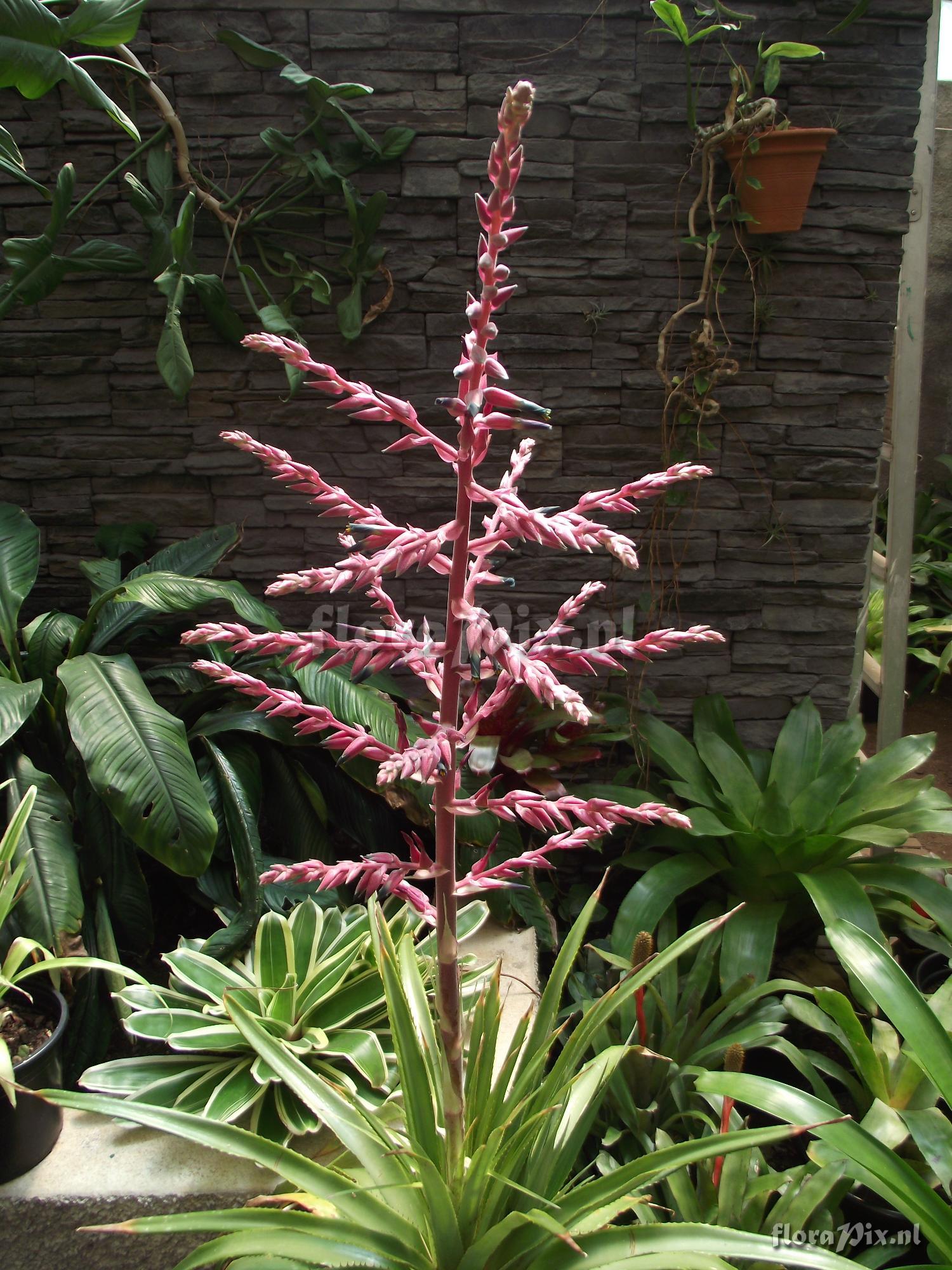 Puya aff. spathacea 