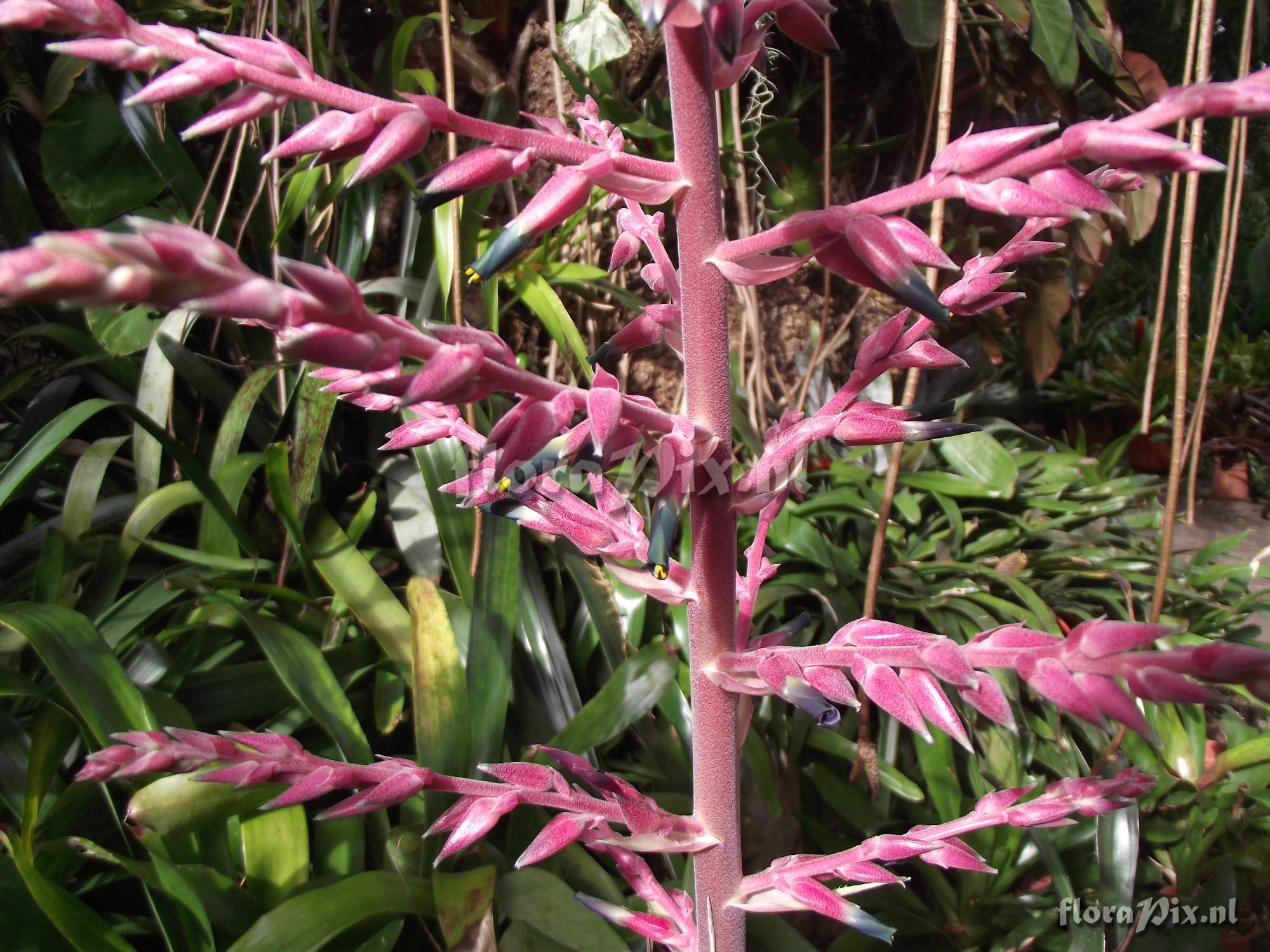 Puya aff. spathacea 