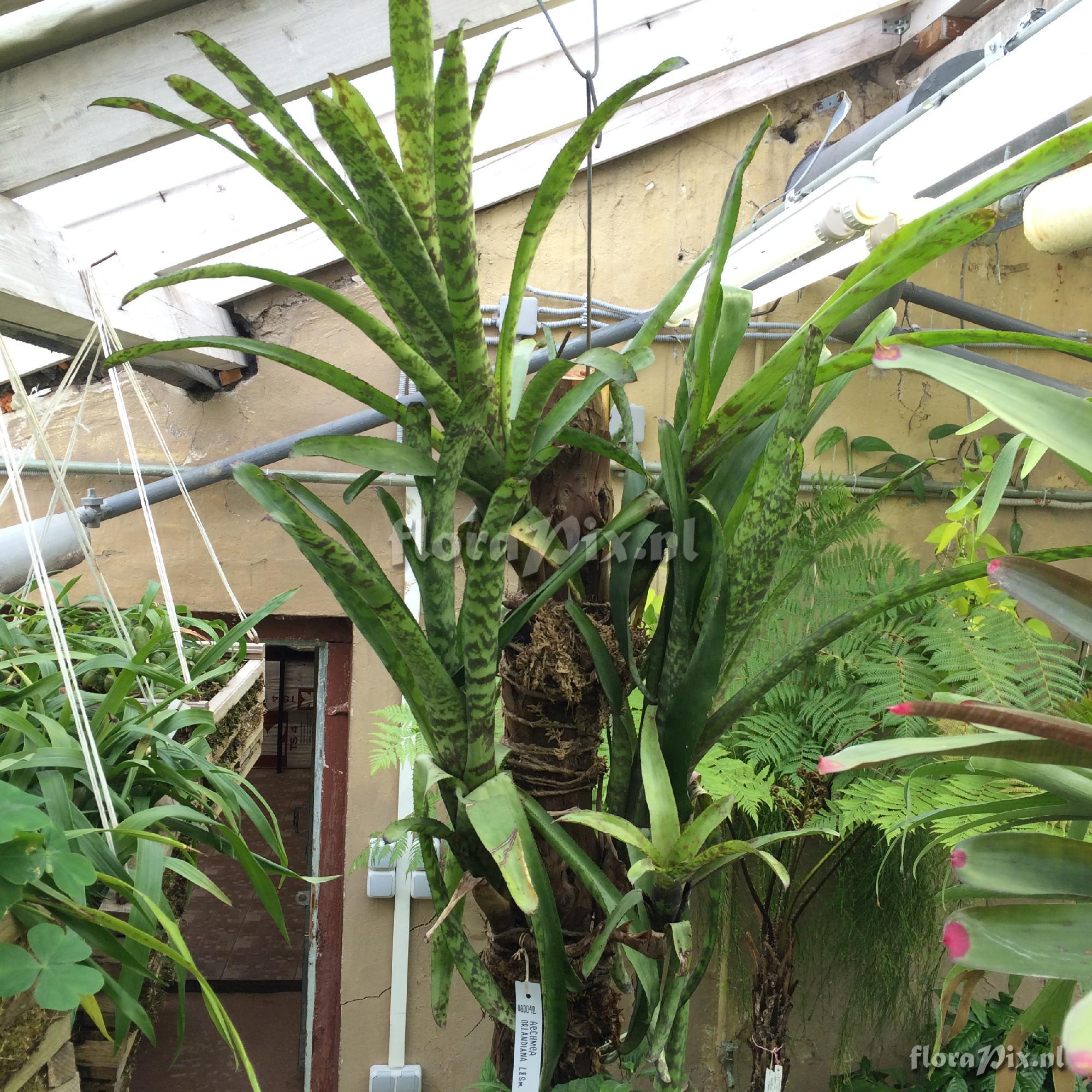 Aechmea fosteriana