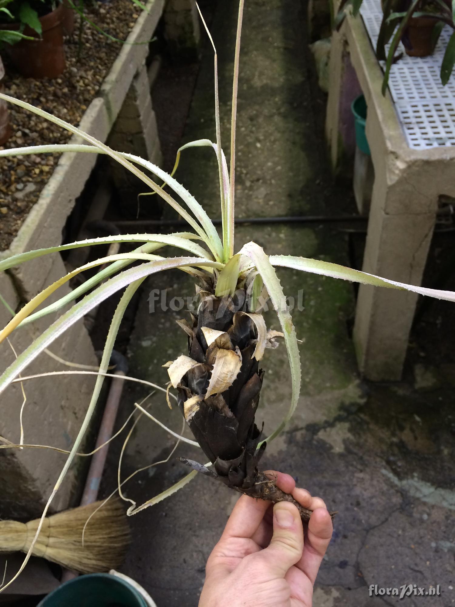 Aechmea sp.