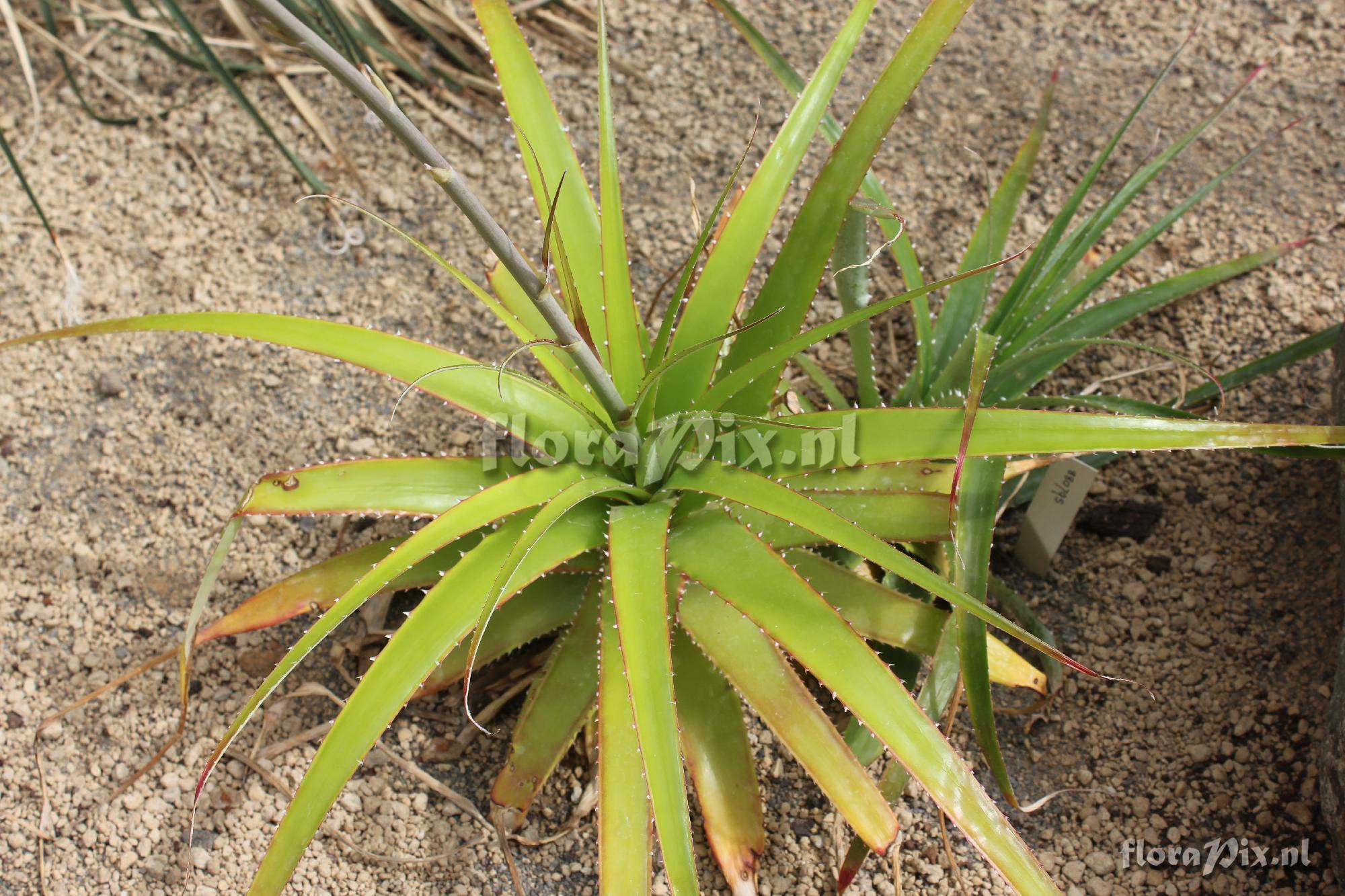 Dyckia sp