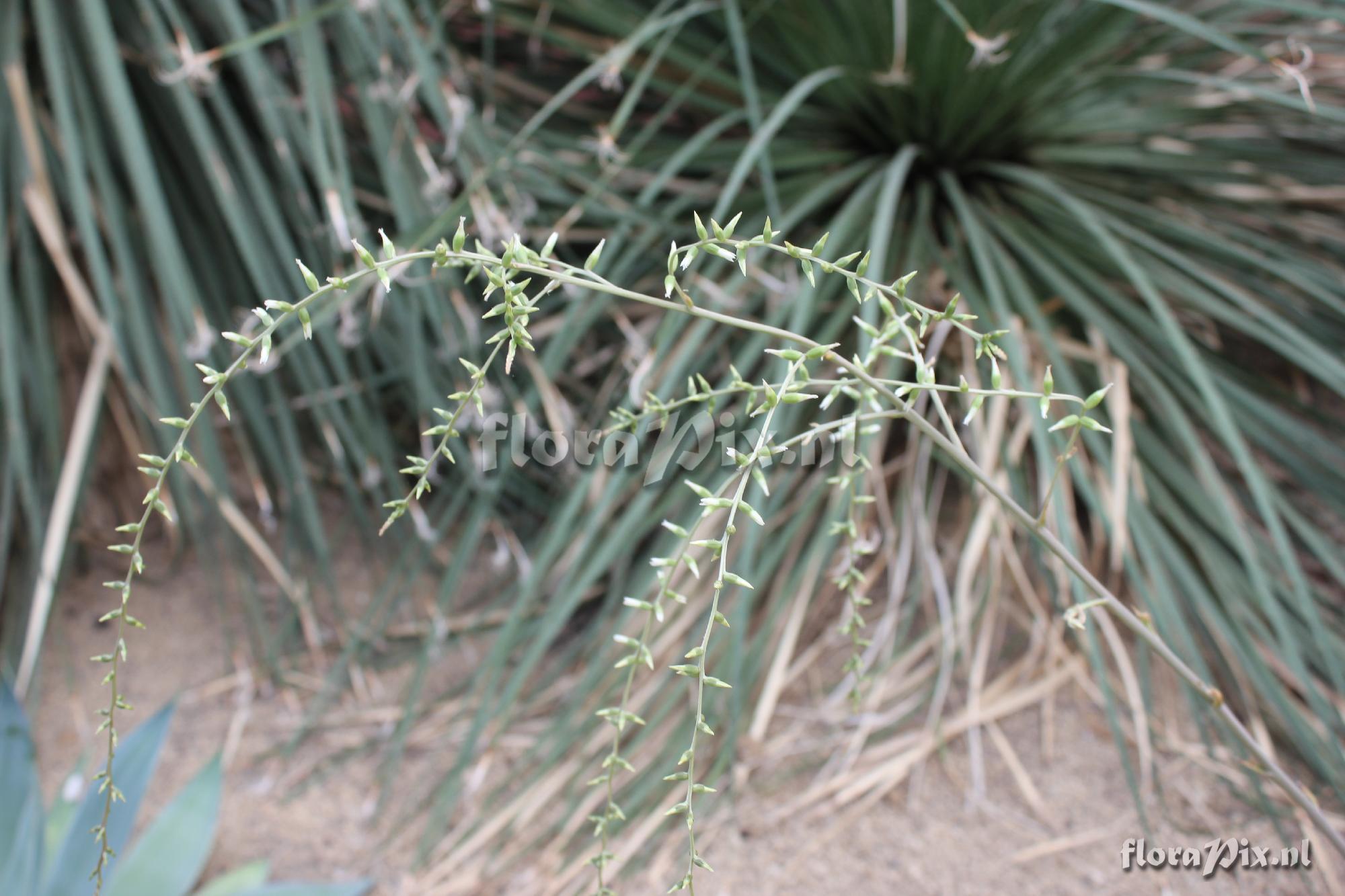 Dyckia sp