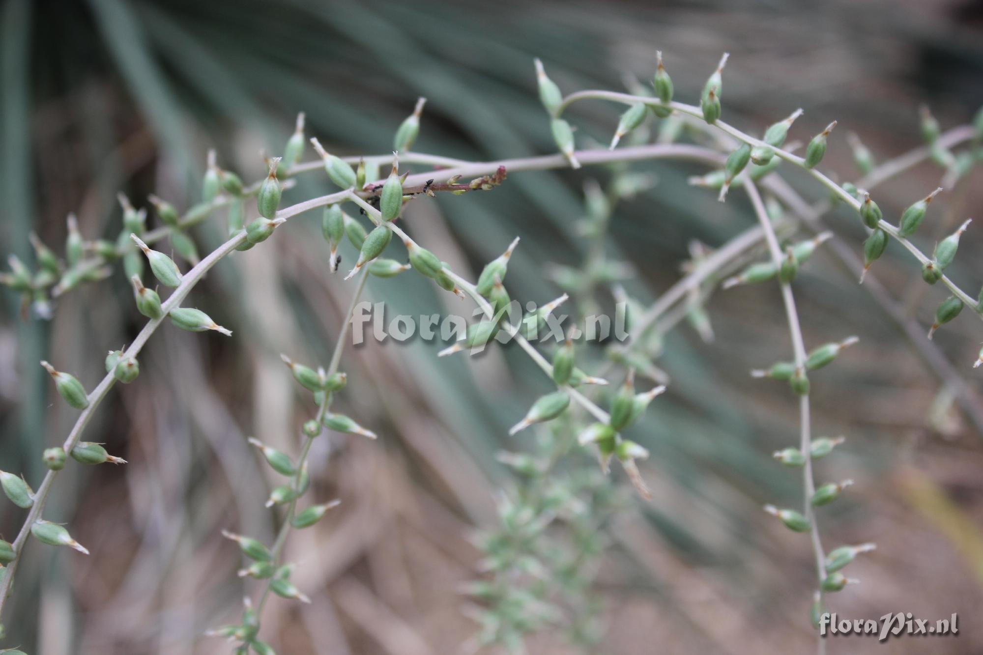 Dyckia sp