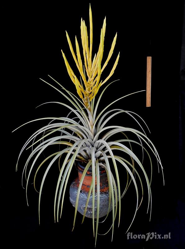 Tillandsia sp
