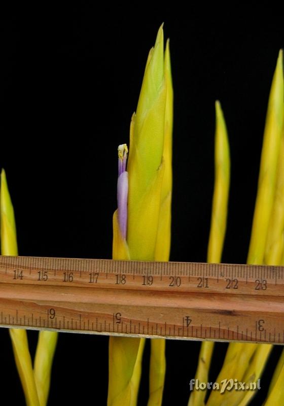 Tillandsia sp