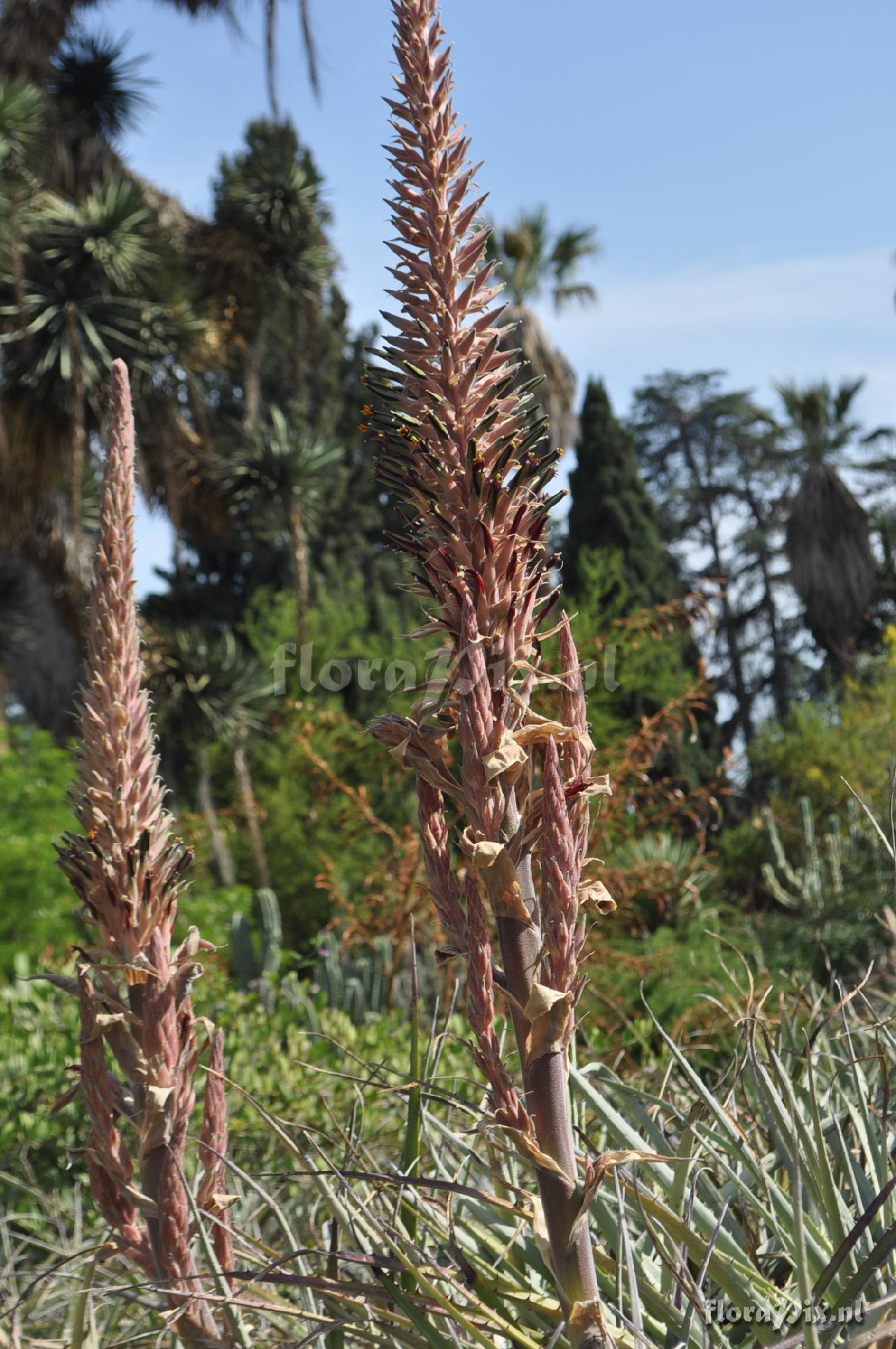 Puya sp