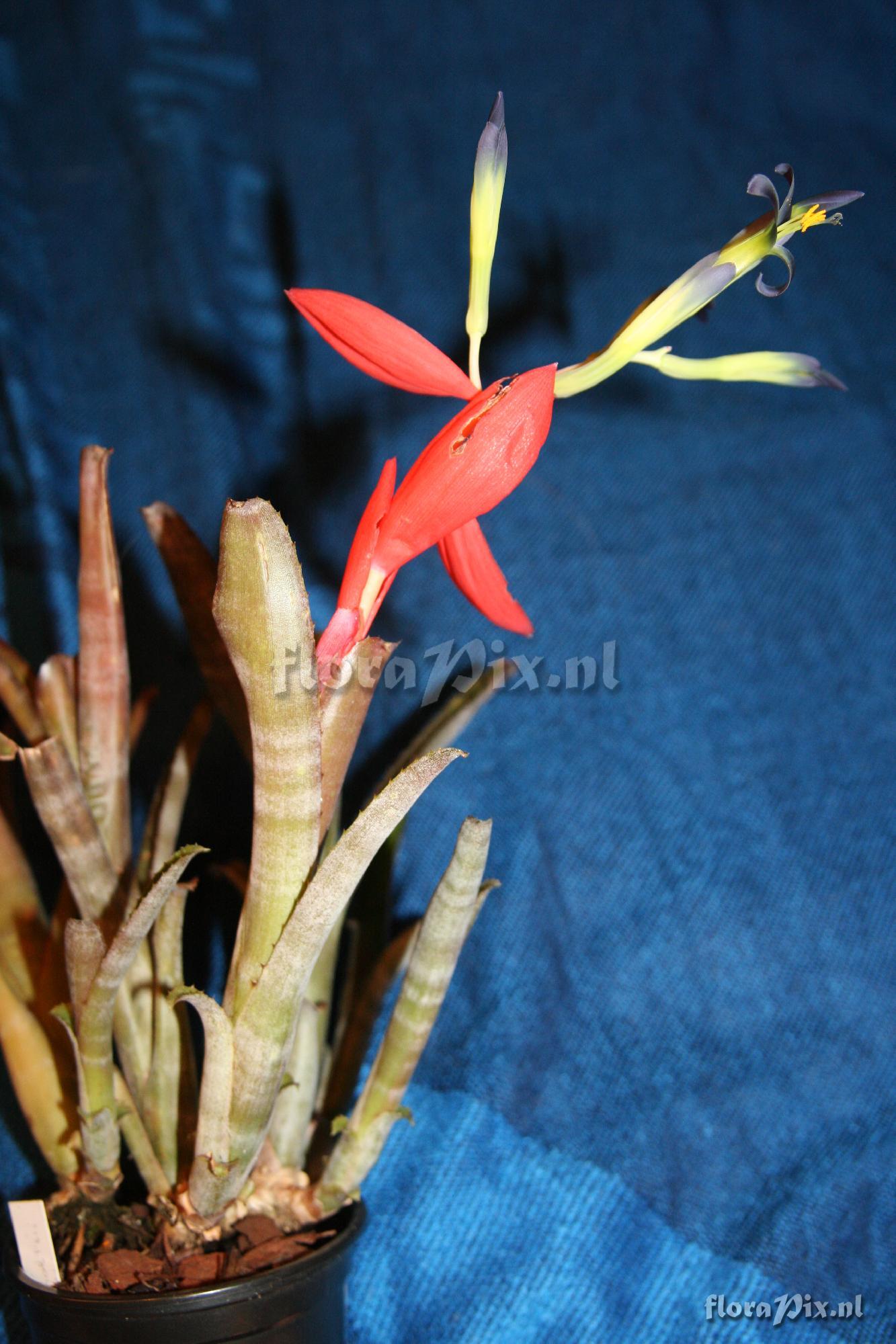 Billbergia buchholtzii