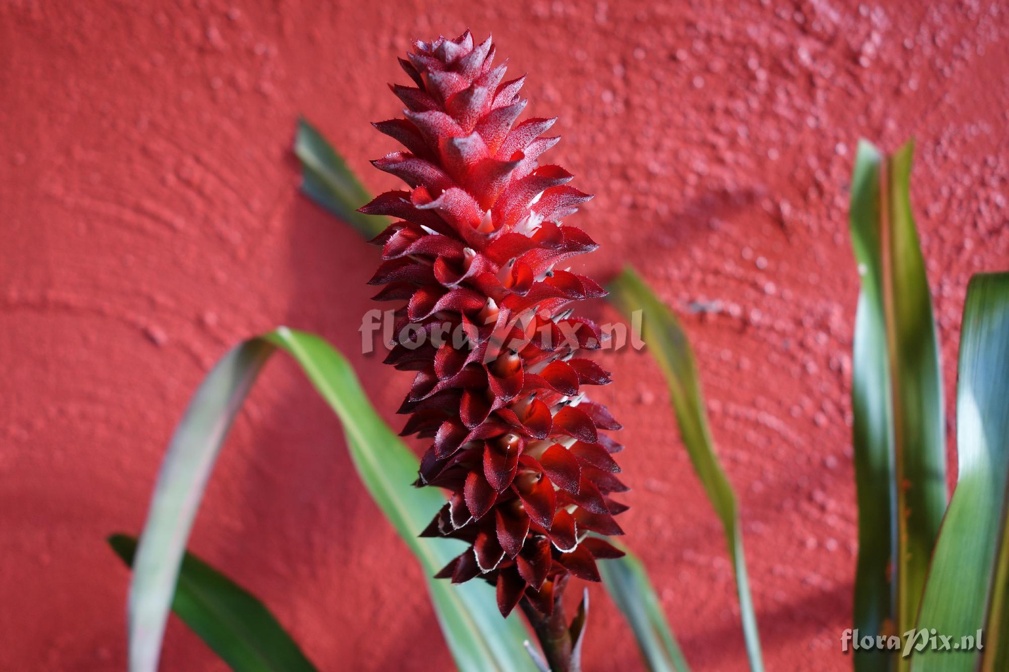 Aechmea veitchii