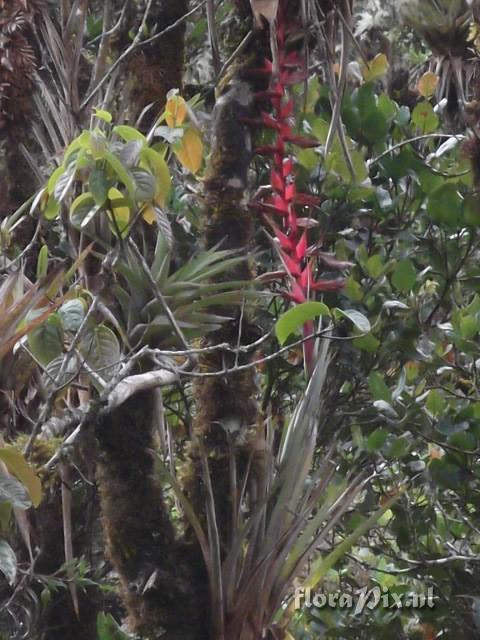 Tillandsia wurdackii