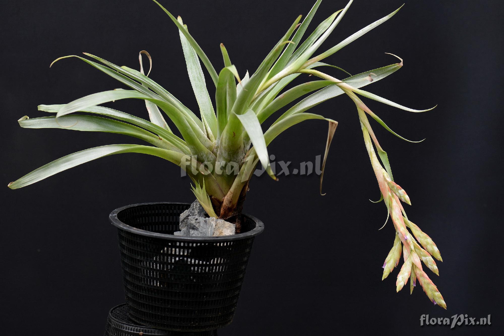 Tillandsia pomachochae