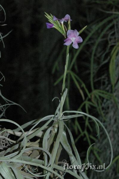 Tillandsia streptocarpa